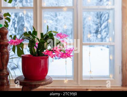 Sorte der Schlumbergera-Truncata-Gruppe namens Weihnachtskaktus oder Thanksgiving-Kakteen. Pflanze wächst im Blumentopf zu Hause, volle Blüte Stockfoto