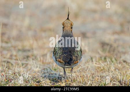 Nördlicher Lapwing (Vanellus vanellus), Rückansicht. Stockfoto