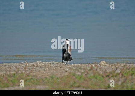 Spornflügelige Lapwing (Vanellus spinosus) im Zuchtverhalten in der Nähe eines Sees. Stockfoto