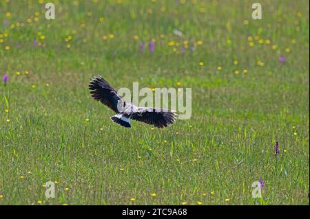 Nördlicher Lapwing (Vanellus vanellus) im Flug mit gespreizten Flügeln. Stockfoto