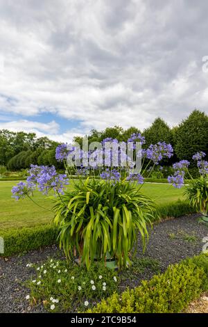 Große blaue Agapanthus-Blüten in Töpfen in eleganten königlichen Gärten im französischen Stil des Schlosses Charlottenburg in Berlin, Deutschland Stockfoto