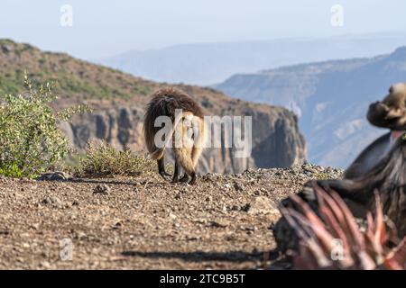 Gruppe von Gelada-Affen (Theropithecus gelada) in den Bergen von Simien, Äthiopien Stockfoto