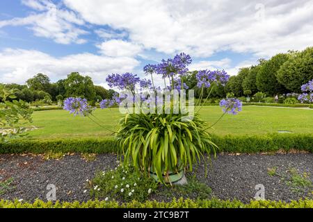 Große blaue Agapanthus-Blüten in Töpfen in eleganten königlichen Gärten im französischen Stil des Schlosses Charlottenburg in Berlin, Deutschland Stockfoto