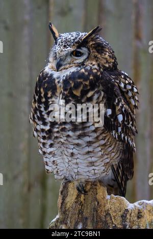 CAPE EAGLE OWL Bubo capensis, ERWACHSENE Stockfoto