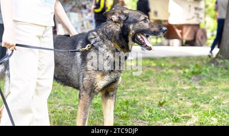 Kind mit deutschem Schäferhund im Park Stockfoto