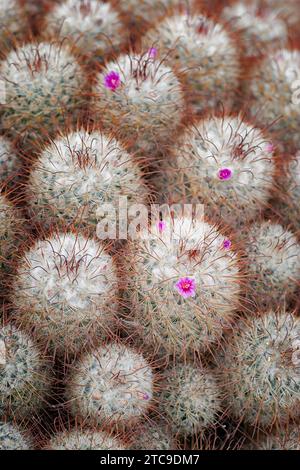 Silken pincushion Cactus (Mammillaria bombycina), Cactaceae. Ziersukkulente Pflanze. Seltener Kaktus. Kugelförmige Form, violette Blüte. Stockfoto