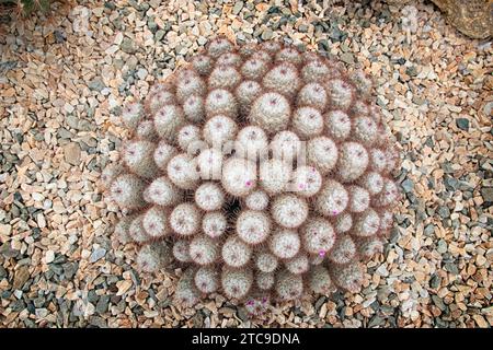 Silken pincushion Cactus (Mammillaria bombycina), Cactaceae. Ziersukkulente Pflanze. Seltener Kaktus. Kugelförmige Form, violette Blüte. Stockfoto