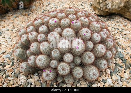 Silken pincushion Cactus (Mammillaria bombycina), Cactaceae. Ziersukkulente Pflanze. Seltener Kaktus. Kugelförmige Form, violette Blüte. Stockfoto