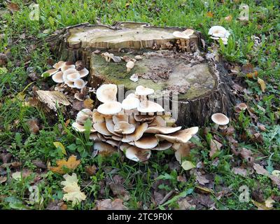 Südlicher Ackerling, Pholiote du peuplier, Cyclocybe aegerita, déli tőkegomba, Budapest, Ungarn, Magyarország, Europa Stockfoto