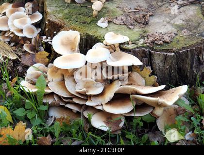 Südlicher Ackerling, Pholiote du peuplier, Cyclocybe aegerita, déli tőkegomba, Budapest, Ungarn, Magyarország, Europa Stockfoto