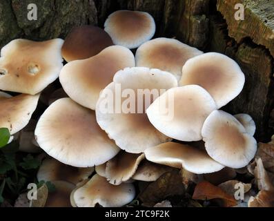 Südlicher Ackerling, Pholiote du peuplier, Cyclocybe aegerita, déli tőkegomba, Budapest, Ungarn, Magyarország, Europa Stockfoto