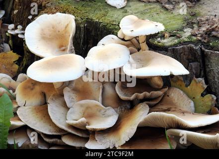 Südlicher Ackerling, Pholiote du peuplier, Cyclocybe aegerita, déli tőkegomba, Budapest, Ungarn, Magyarország, Europa Stockfoto