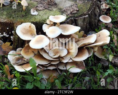 Südlicher Ackerling, Pholiote du peuplier, Cyclocybe aegerita, déli tőkegomba, Budapest, Ungarn, Magyarország, Europa Stockfoto