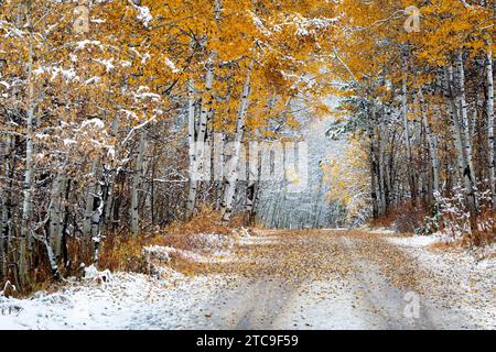 Die Herbstfarben haften an Aspenbäumen entlang einer unbefestigten Straße, die von Schnee bedeckt ist. Grand Teton National Park, Wyoming Stockfoto