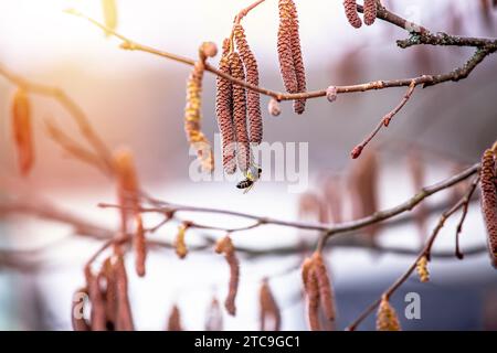 Honigbiene sammelt im Frühjahr Pollen von Haselnusskätzchen. Gemeine Haselnuss, Gattung Corylus. Stockfoto