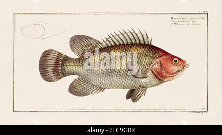 Vintage-Fisch-Illustration aus dem 18. Jahrhundert. Exquisite und farbenfrohe zoologische Platte aus einem alten deutschen Ichthyologiebuch. Stockfoto