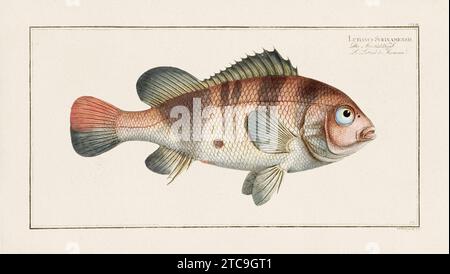 Vintage-Fisch-Illustration aus dem 18. Jahrhundert. Exquisite und farbenfrohe zoologische Platte aus einem alten deutschen Ichthyologiebuch. Stockfoto