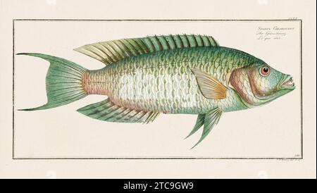 Vintage-Fisch-Illustration aus dem 18. Jahrhundert. Exquisite und farbenfrohe zoologische Platte aus einem alten deutschen Ichthyologiebuch. Stockfoto