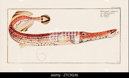 Vintage-Fisch-Illustration aus dem 18. Jahrhundert. Exquisite und farbenfrohe zoologische Platte aus einem alten deutschen Ichthyologiebuch. Stockfoto