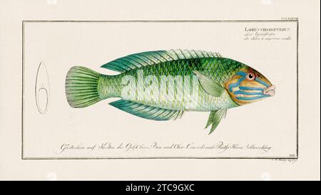 Vintage-Fisch-Illustration aus dem 18. Jahrhundert. Exquisite und farbenfrohe zoologische Platte aus einem alten deutschen Ichthyologiebuch. Stockfoto