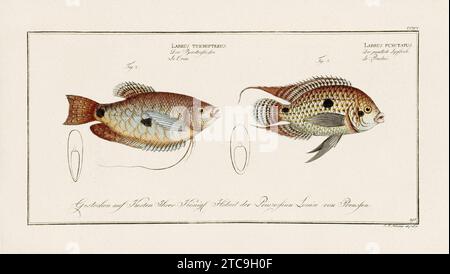 Vintage-Fisch-Illustration aus dem 18. Jahrhundert. Exquisite und farbenfrohe zoologische Platte aus einem alten deutschen Ichthyologiebuch. Stockfoto