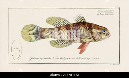 Vintage-Fisch-Illustration aus dem 18. Jahrhundert. Exquisite und farbenfrohe zoologische Platte aus einem alten deutschen Ichthyologiebuch. Stockfoto