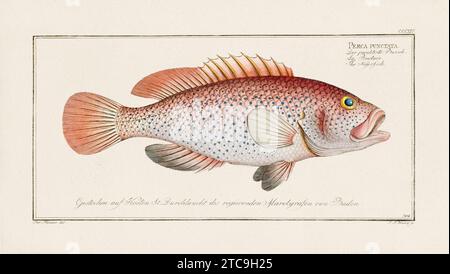 Vintage-Fisch-Illustration aus dem 18. Jahrhundert. Exquisite und farbenfrohe zoologische Platte aus einem alten deutschen Ichthyologiebuch. Stockfoto