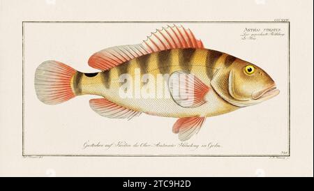 Vintage-Fisch-Illustration aus dem 18. Jahrhundert. Exquisite und farbenfrohe zoologische Platte aus einem alten deutschen Ichthyologiebuch. Stockfoto