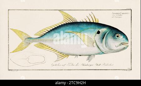 Vintage-Fisch-Illustration aus dem 18. Jahrhundert. Exquisite und farbenfrohe zoologische Platte aus einem alten deutschen Ichthyologiebuch. Stockfoto