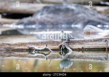 Ein amerikanischer Pendelarm steht auf einem Baumstamm im String Lake, während ein leichter Regen um ihn herum fällt. Grand Teton National Park, Wyoming Stockfoto