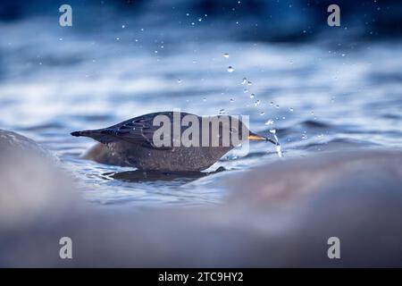 Ein amerikanischer Löffler, der im Snake River etwas zu essen fängt. Grand Teton National Park, Wyoming Stockfoto