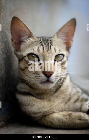 Die Nahaufnahme einer weißen Katze mit grauen Linien liegt auf dem Boden Stockfoto