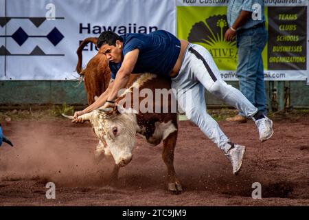 Bei dem Rodeo-Event, bei dem der verwendete Steer zwischen und 230 kg wiegt, ist das Rodeo mit einem Gewicht zwischen 400 und 500 Pfund (180 und kg) verbunden. Aber die Co Stockfoto