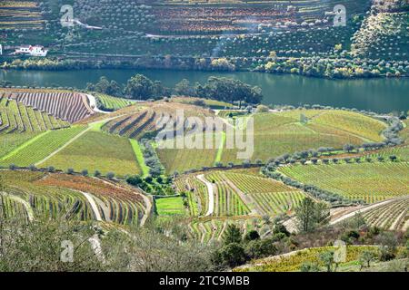 Eine Vielzahl von farbenfrohen Weinbergen entlang der Hügel des Flusses Douro in der Nähe von Pinhao Portugal Stockfoto