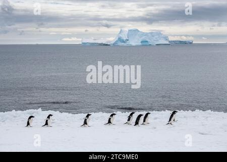 Antarktis, Brown Bluff. Adelie-Pinguine (Pygoscelis adeliae) mit Eisberg in der Ferne. Stockfoto