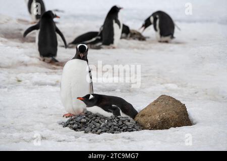 Antarktis, Brown Bluff. Gentoo-Pinguinkolonie, Brutpaar neben Steinnest. Stockfoto