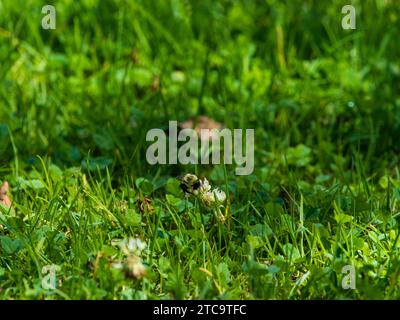 Ein kleiner Vogel auf dem grasbewachsenen Boden, umgeben von üppigem Grün Stockfoto