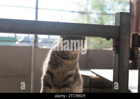 Eine wunderschöne grau-weiß gestreifte Hauskatze steht vor einem weißen Streifenzaun, beleuchtet von einem Sonnenstrahl, der durch ein nahegelegenes Fenster kommt Stockfoto