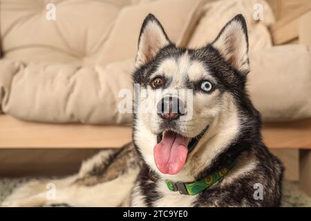 Süßer Husky-Hund im Wohnzimmer, Nahaufnahme Stockfoto