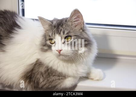 Süße flauschige graue silberne Katze. Nahporträt eines jungen Hauskätzchens Stockfoto
