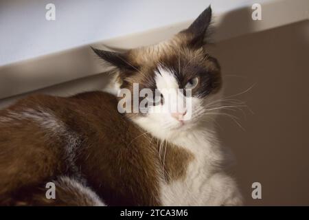 Süße, wütende siamkatze, die am Fenster liegt. Nahporträt einer Hauskatze Stockfoto