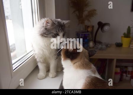 Zwei süße Katzen sitzen auf der Fensterbank. Freundschaft zwischen zwei Hauskatzen. Nahaufnahme des Fotos Stockfoto