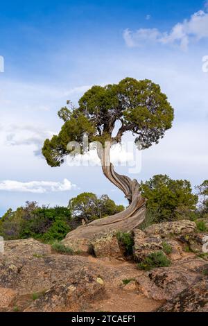 Ein verdrehter wacholderstamm am Dragon Point im Black Canyon des Gunnison National Park in der Nähe von Montrose, Colorado, USA. Stockfoto