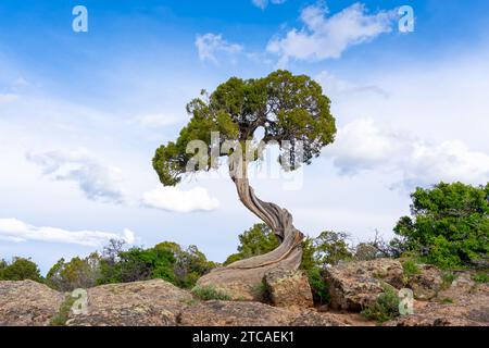 Ein verdrehter wacholderstamm am Dragon Point im Black Canyon des Gunnison National Park in der Nähe von Montrose, Colorado, USA. Stockfoto