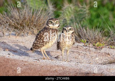 Ein Paar Grabeizen (Athene cunicularia), auch Shoco genannt. Stehend, in die Kamera schauen. Auf der Insel Aruba. Stockfoto