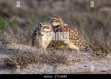 Ein Paar Grabeizen (Athene cunicularia), auch Shoco genannt. Stehend, in die Kamera schauen. Auf der Insel Aruba. Stockfoto