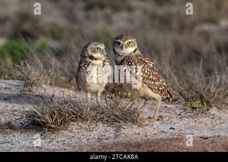 Ein Paar Grabeizen (Athene cunicularia), auch Shoco genannt. Stehend, in die Kamera schauen. Auf der Insel Aruba. Stockfoto