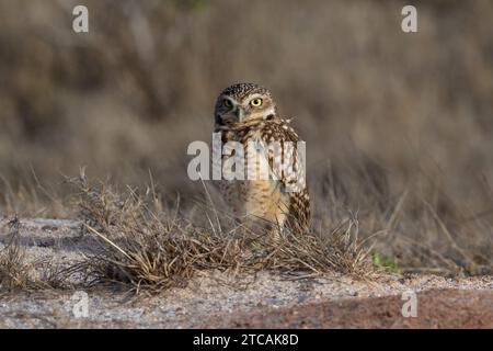 Grabeule (Athene cunicularia), auch Shoco genannt. Allein in trockenem Gras stehen. Auf der Insel Aruba. Stockfoto