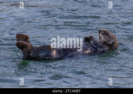 Nahaufnahme des Seeotters (Enhydra lutris), der im Ozean an der kalifornischen Küste schwimmt. Mund offen. Stockfoto