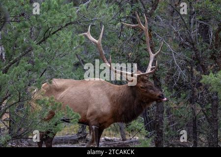 Rocky Mountain Elch (Cervus elaphus nelsoni) mit Jungkalb, Grand Canyon Nationalpark. Männchen mit großen Geweihen, die durch den Kiefernwald laufen. Stockfoto